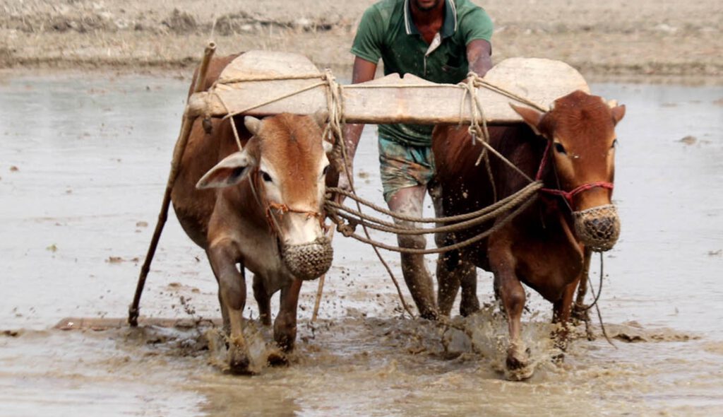 Das leichte Joch… – SoiNea